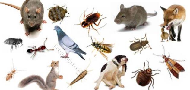 مكافحة الحشرات بالطرق الآمنة 